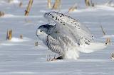 Snowy Owl_52552
